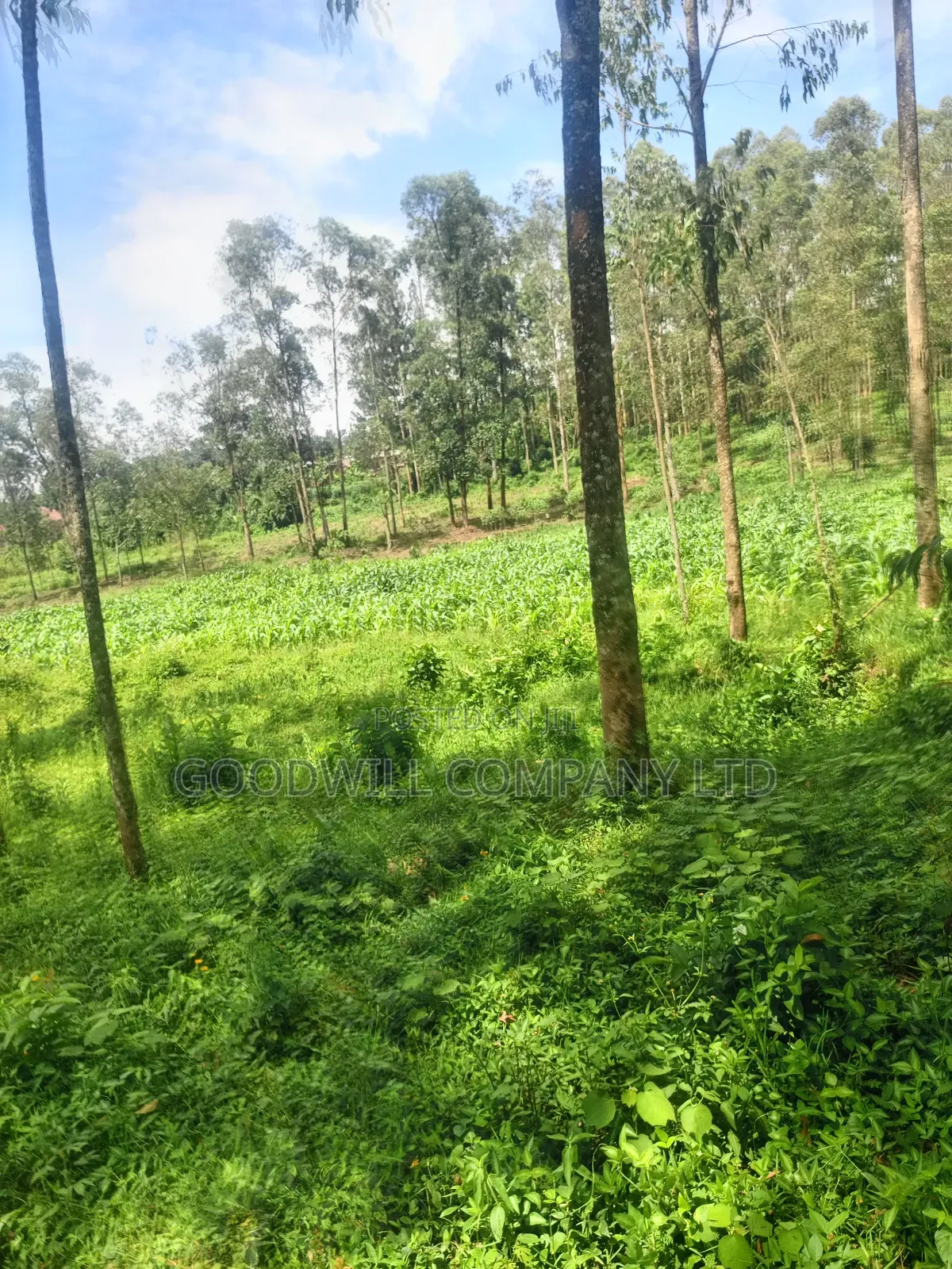 11 Acres of Land in Mbalala Mukono