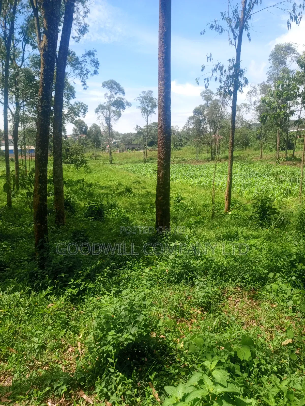11 Acres of Land in Mbalala Mukono