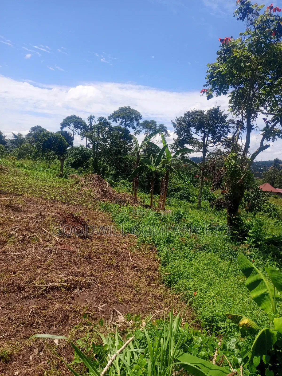 2 Acres of Land in Mbalala Mukono With 3phase Electricity on Ground