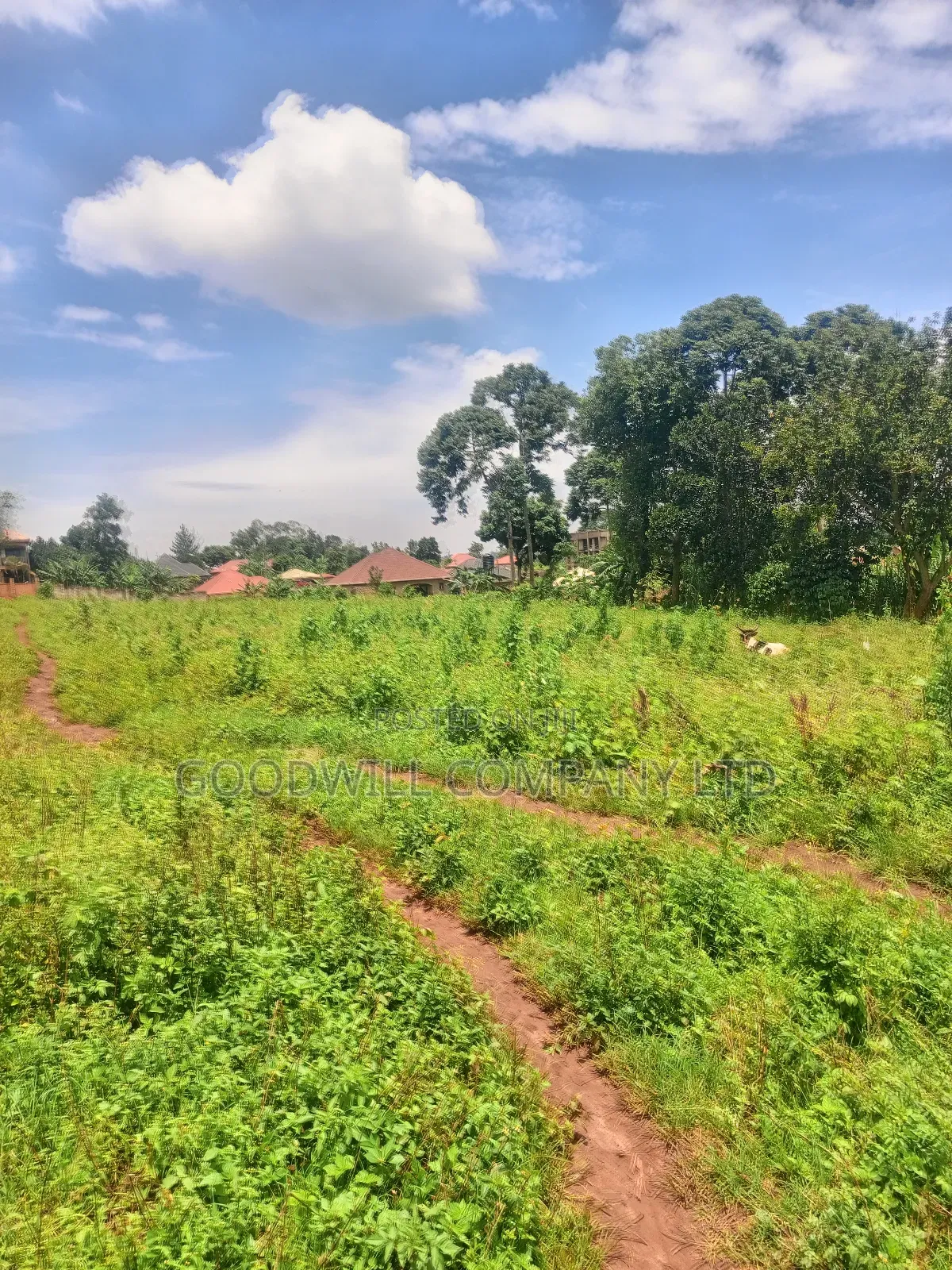 4 Acres of Land in Mbalala Mukono W/T Both Single 3phase Electricity