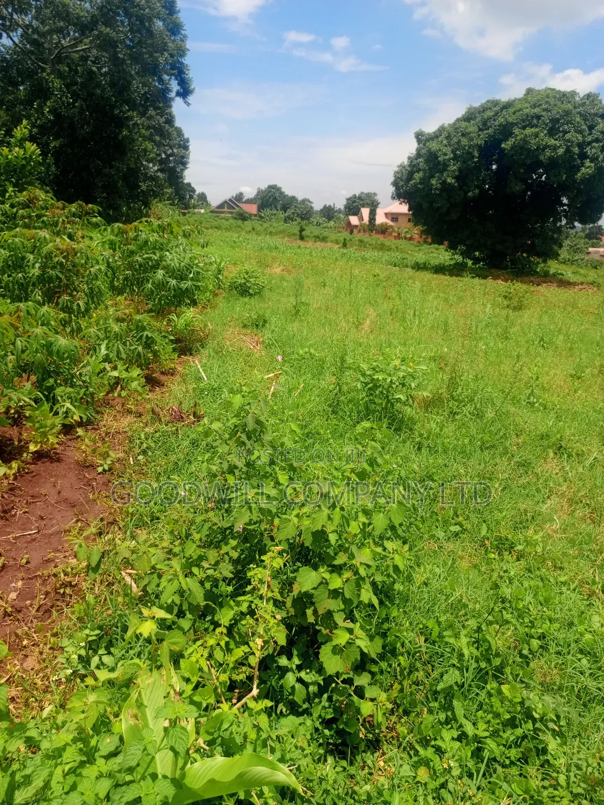 4 Acres of Land in Mbalala Mukono W/T Both Single 3phase Electricity