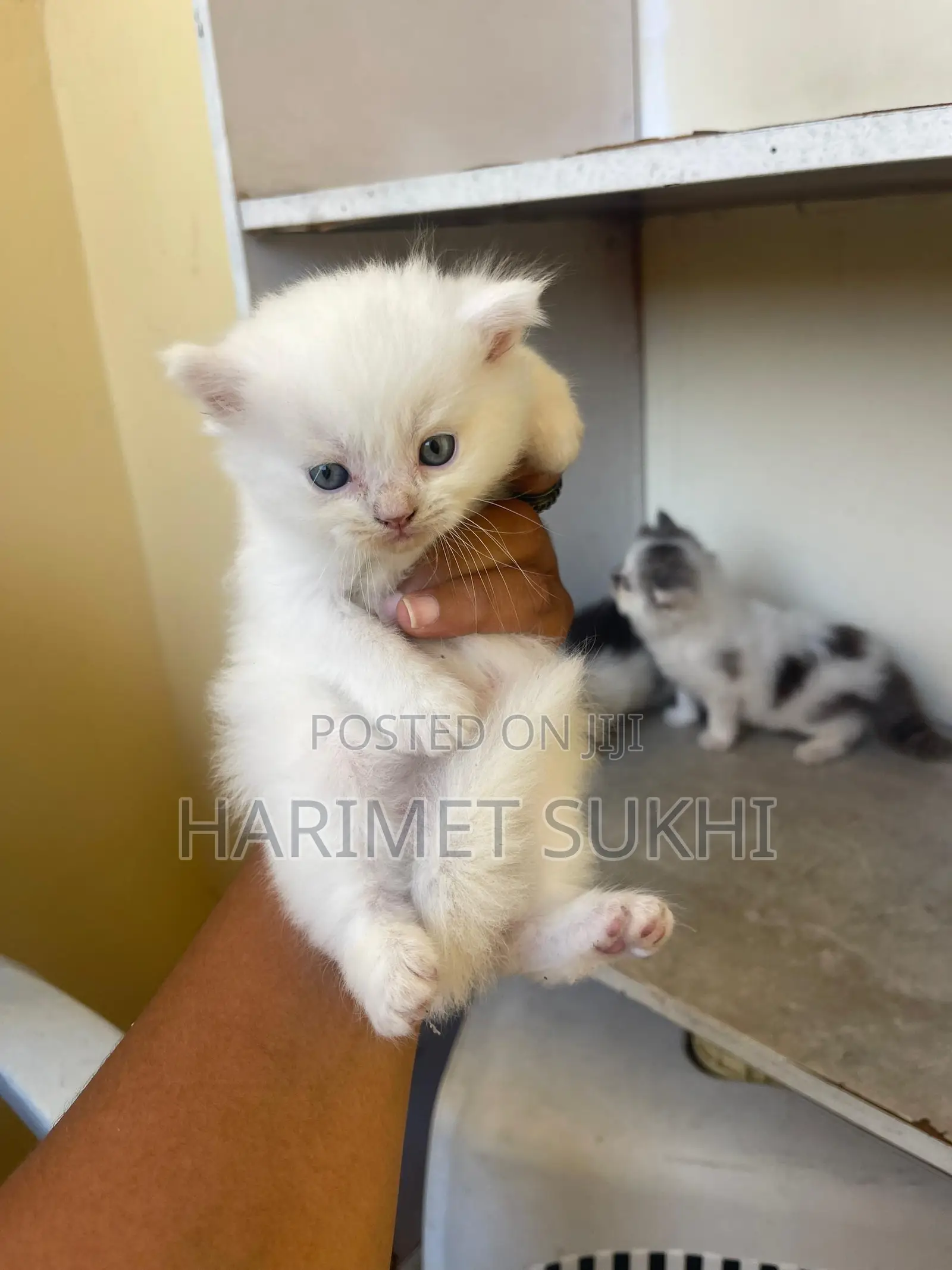 1-3 months Male Purebred Persian