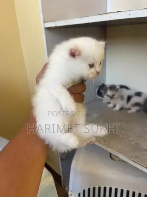 1-3 months Male Purebred Persian