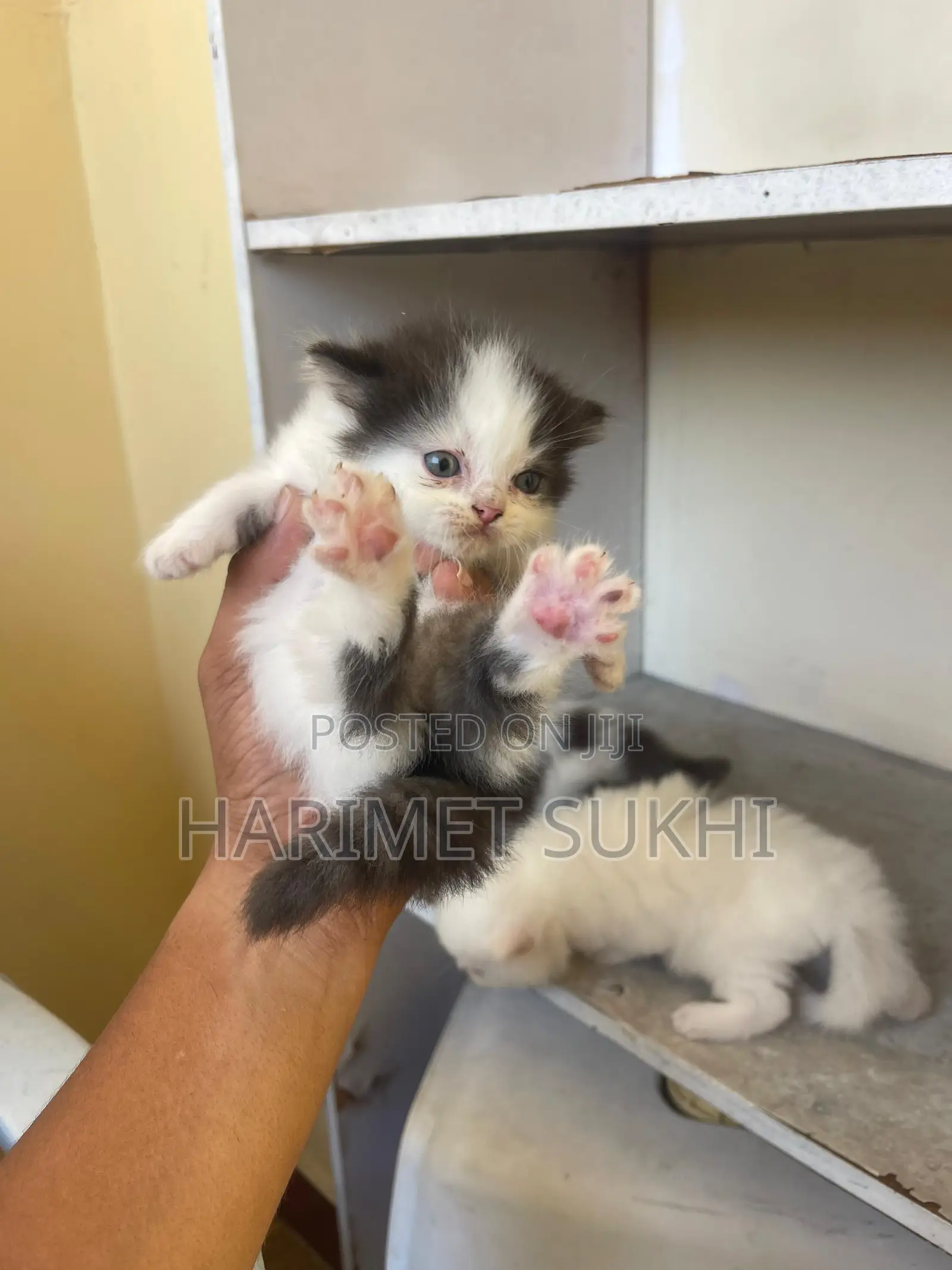 1-3 months Male Purebred Persian