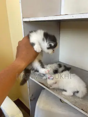 1-3 months Male Purebred Persian