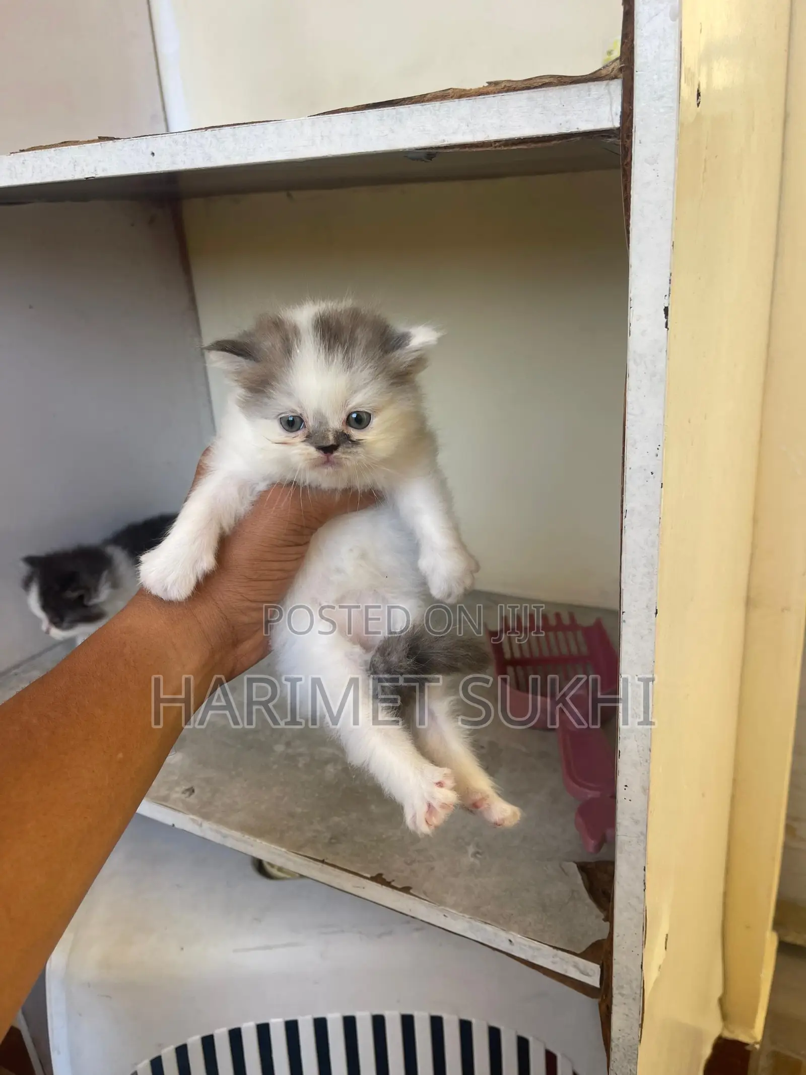 1-3 months Male Purebred Persian
