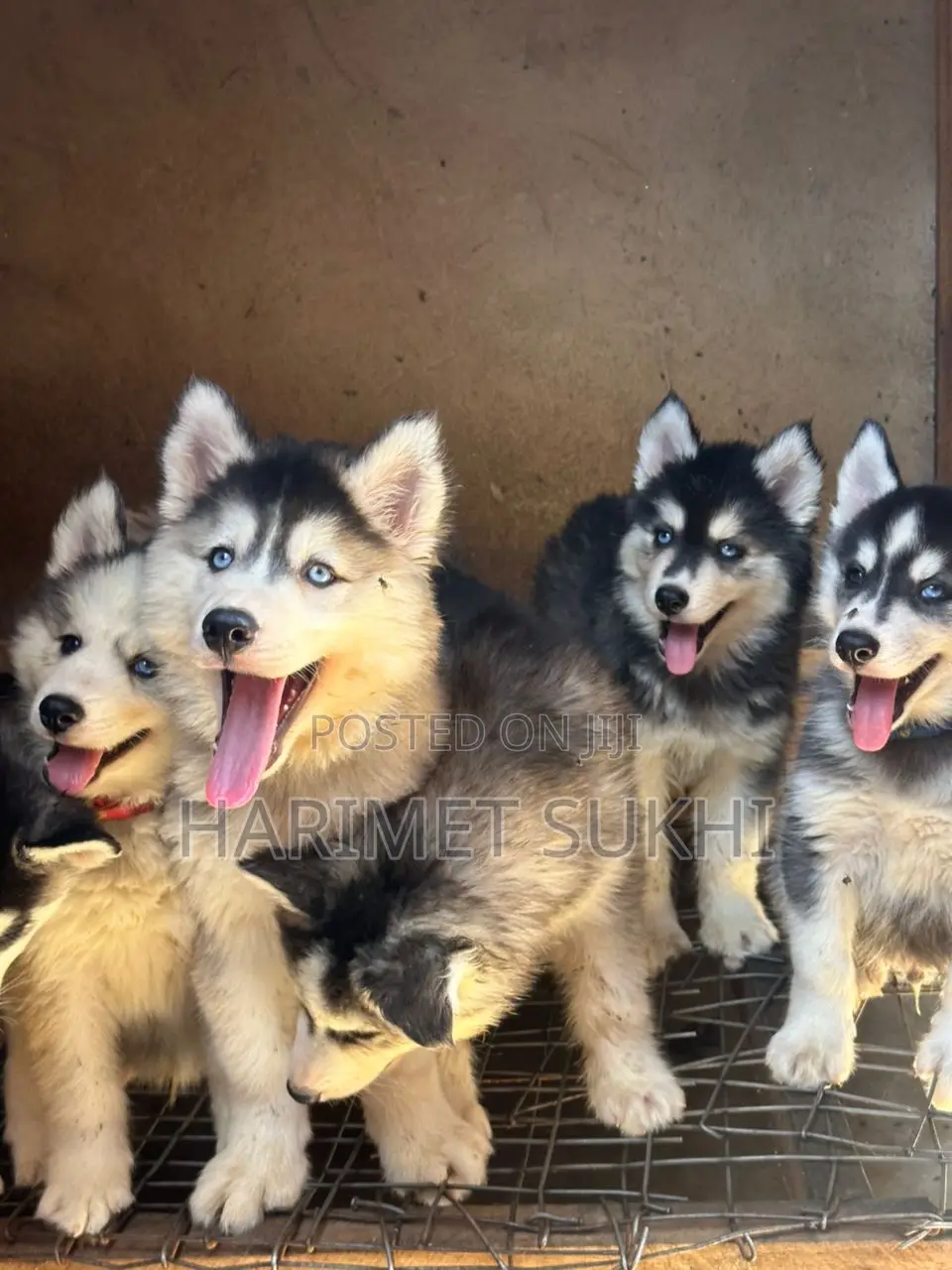 1-3 months Male Purebred Siberian Husky
