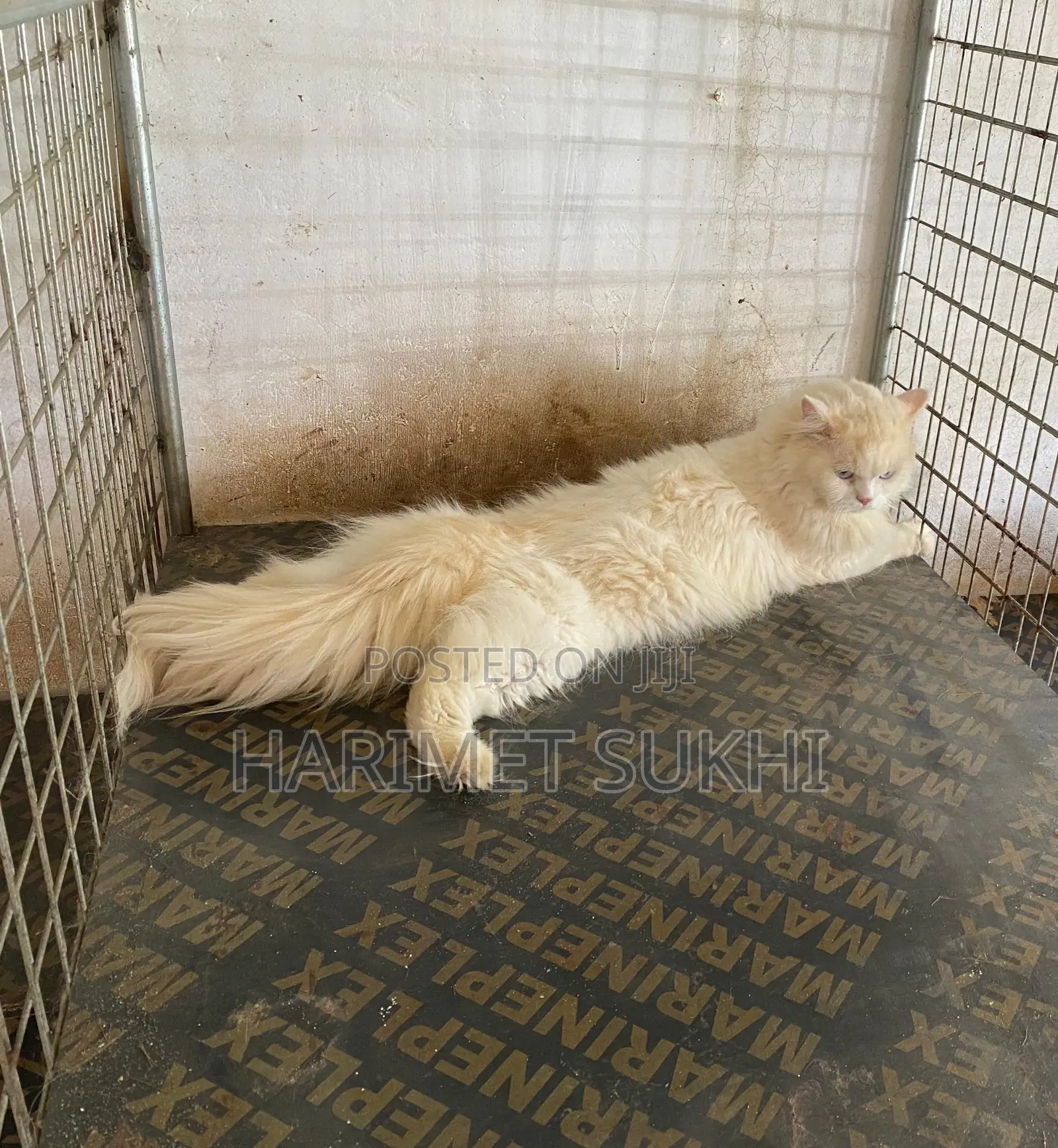 1-3 months Male Purebred Persian