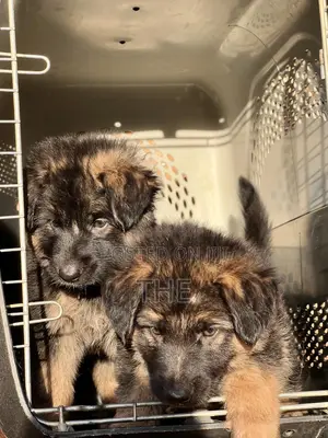 1-3 months Male Purebred German Shepherd