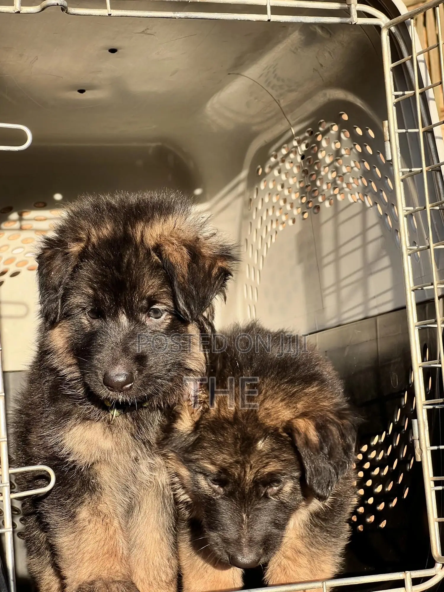 1-3 months Male Purebred German Shepherd