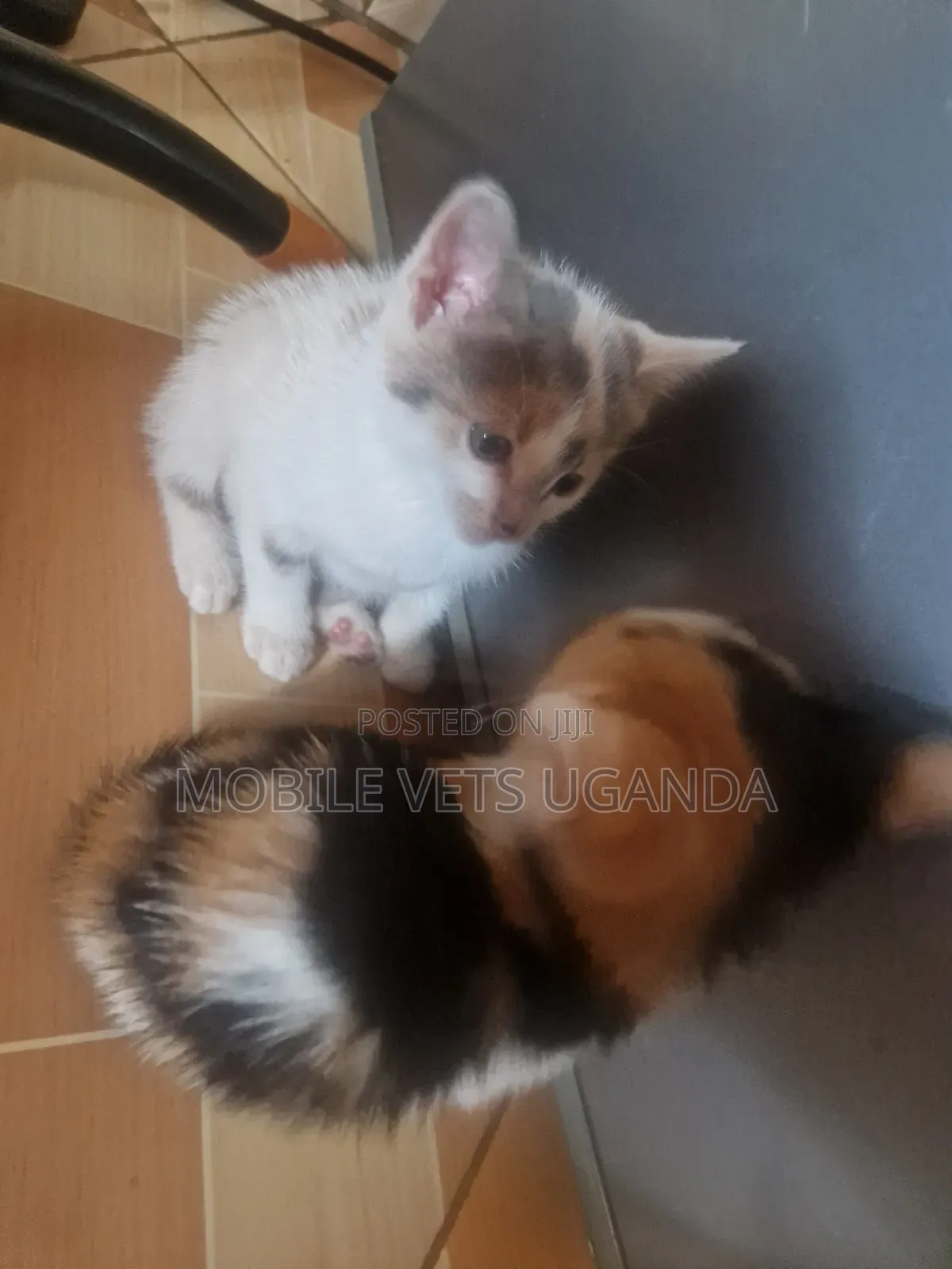 0-1 month Female Purebred Russian Blue