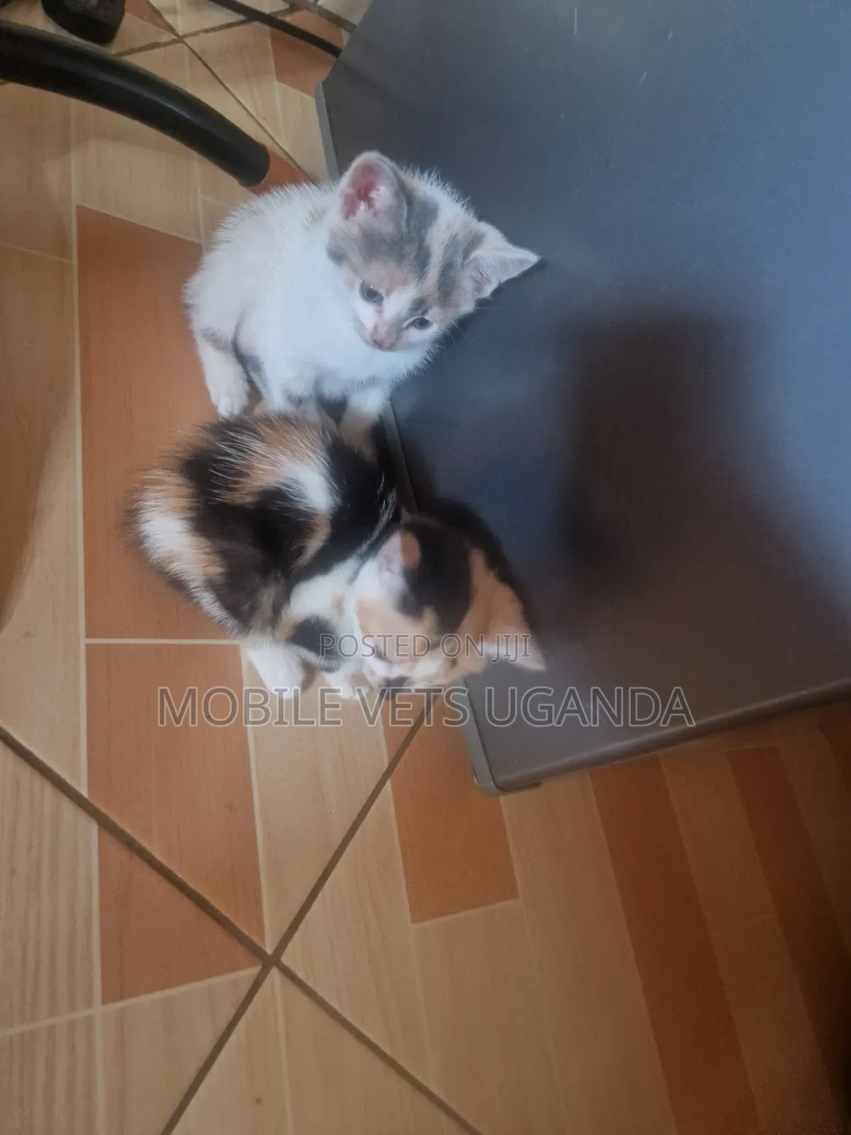 1-3 months Male Purebred Tabby