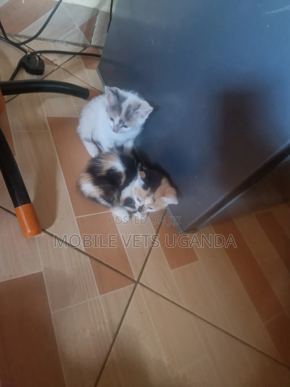 1-3 months Male Purebred Savannah