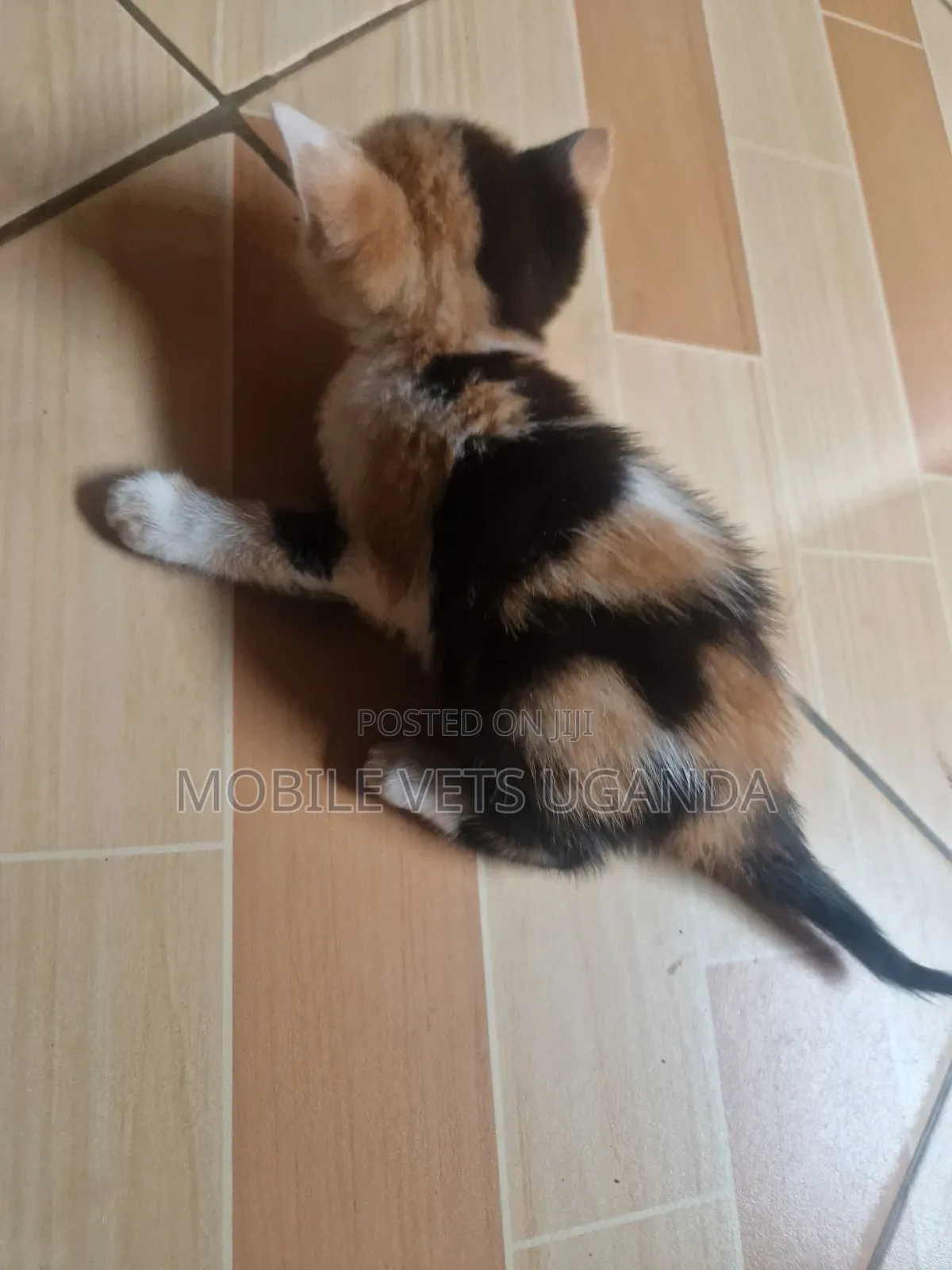 1-3 months Male Purebred Singapura