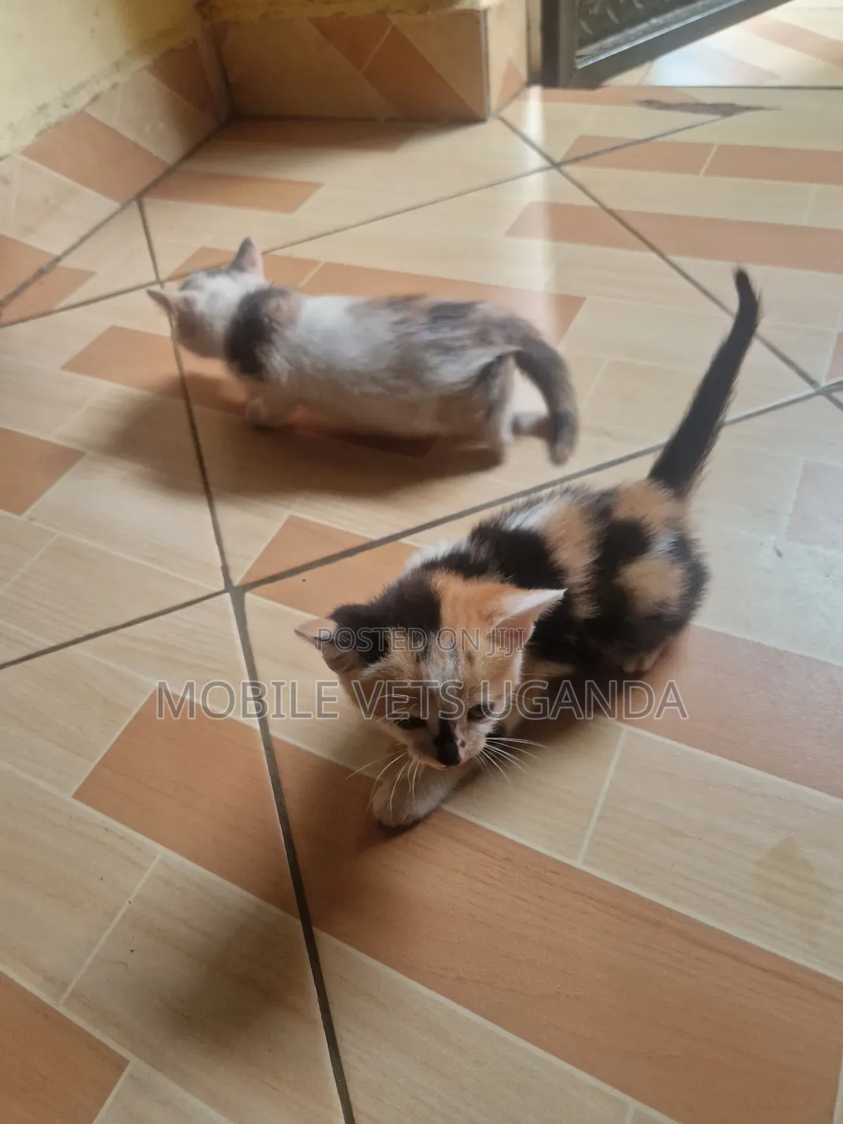 1-3 months Male Purebred Birman