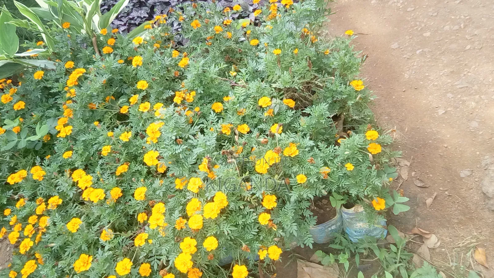 Flowering Plants