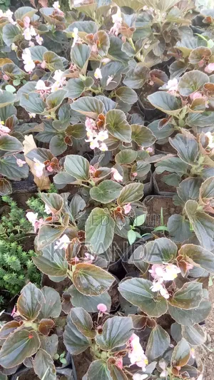 Flowering Plants