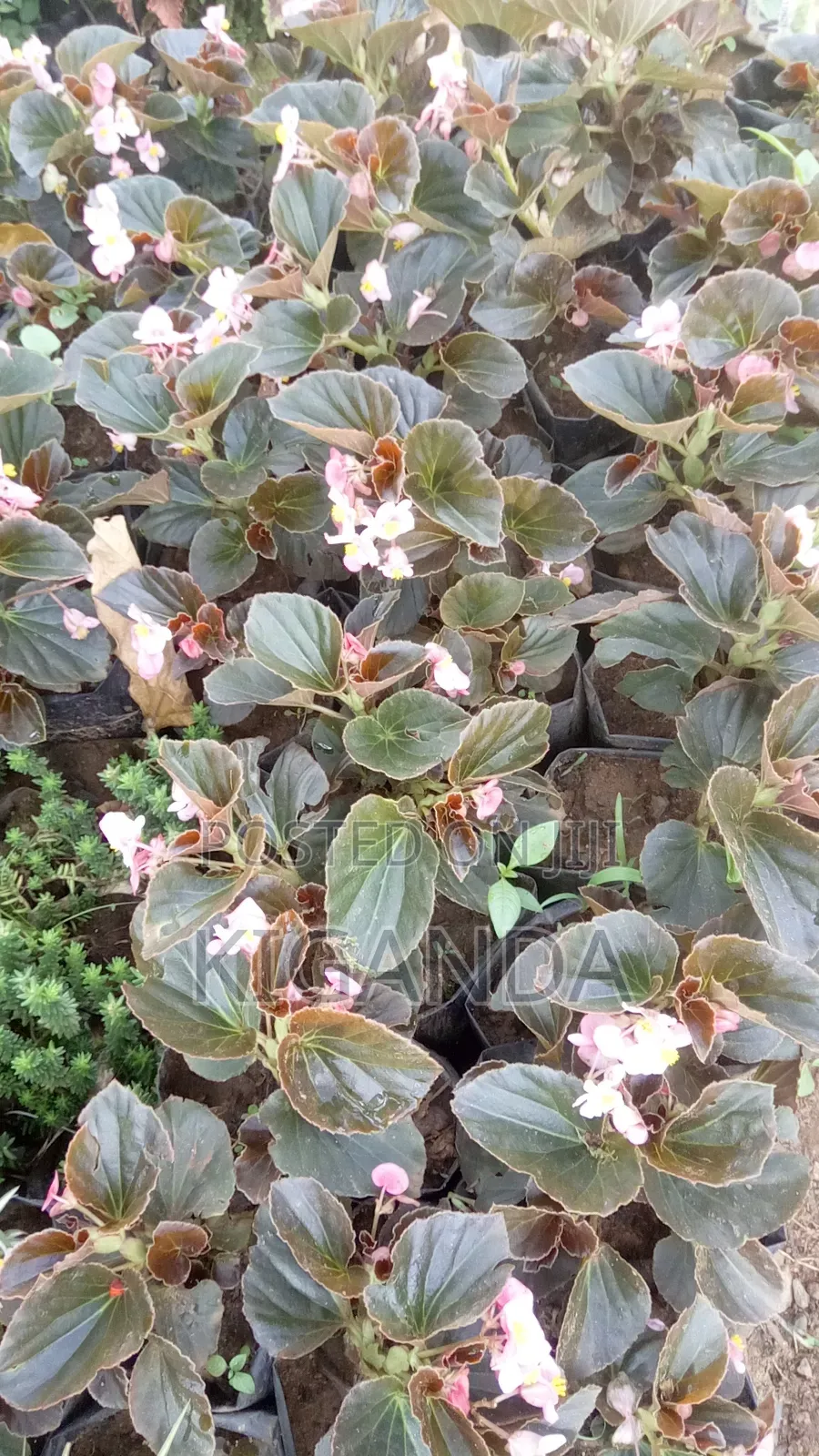 Flowering Plants