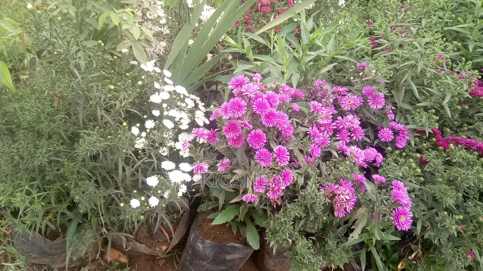 Flowering Plants