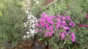 Flowering Plants