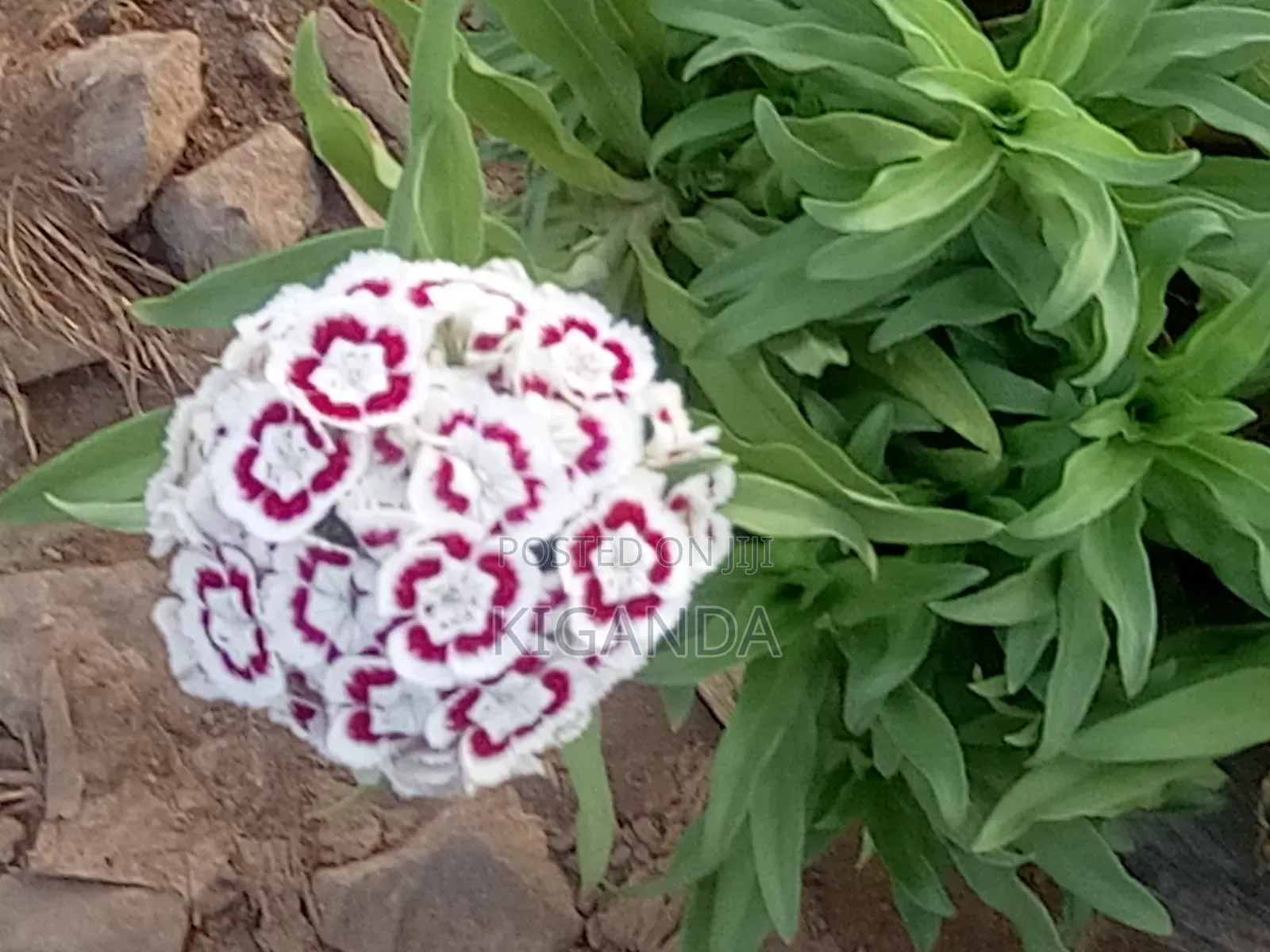 Flowering Plants