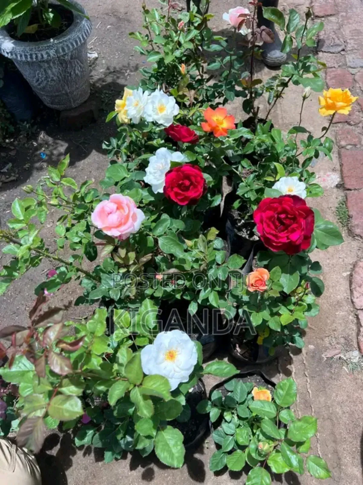 Flowering Plants