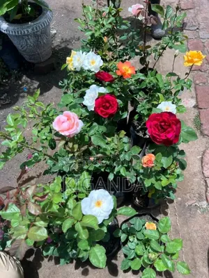 Flowering Plants