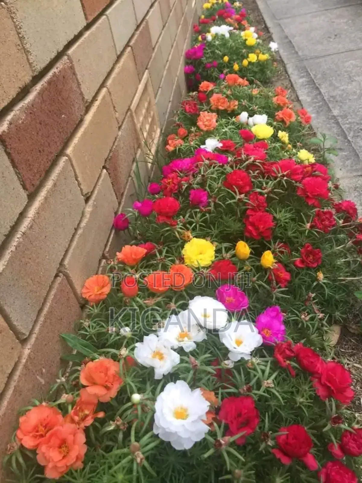 Flowering Plants