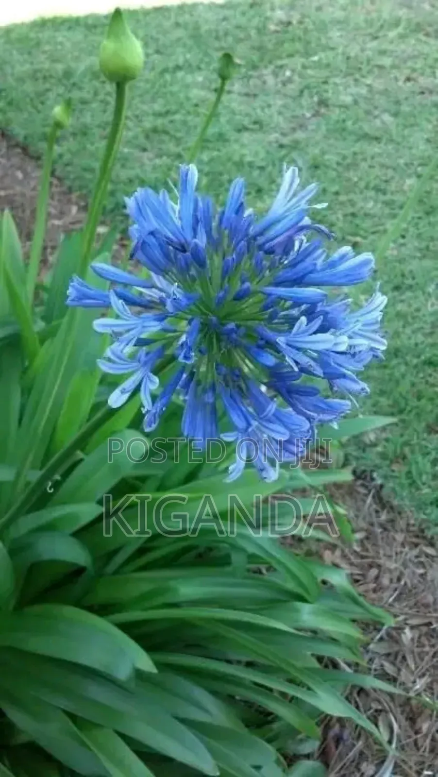 Flowering Plants