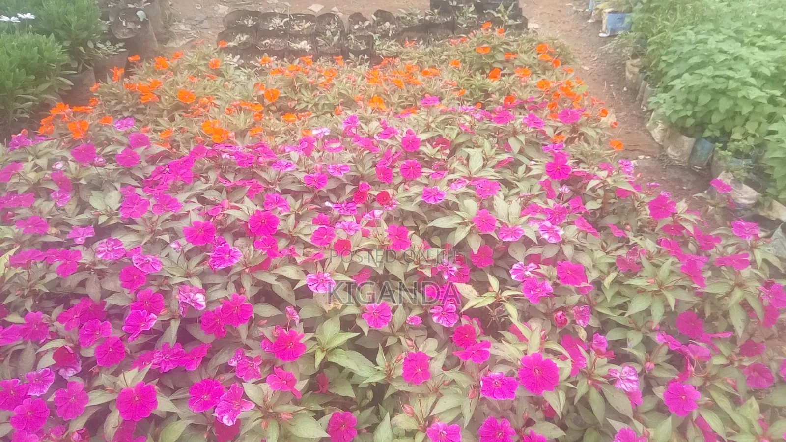 Flowering Plants