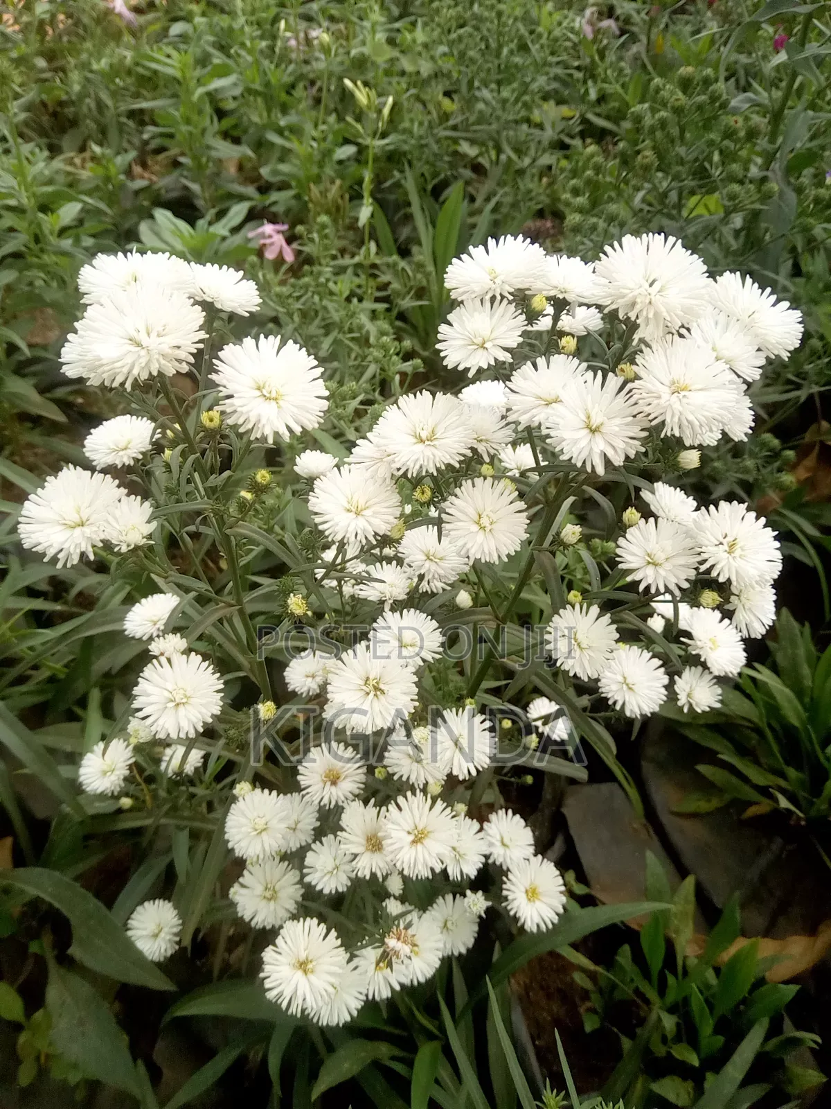 Flowering Plants