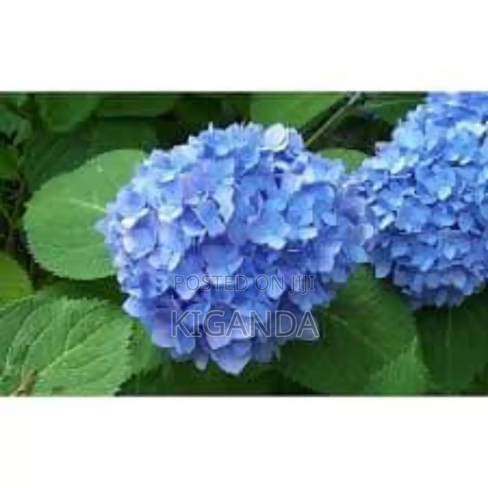 Flowering Plants