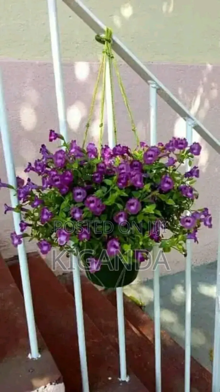Flowering Plants