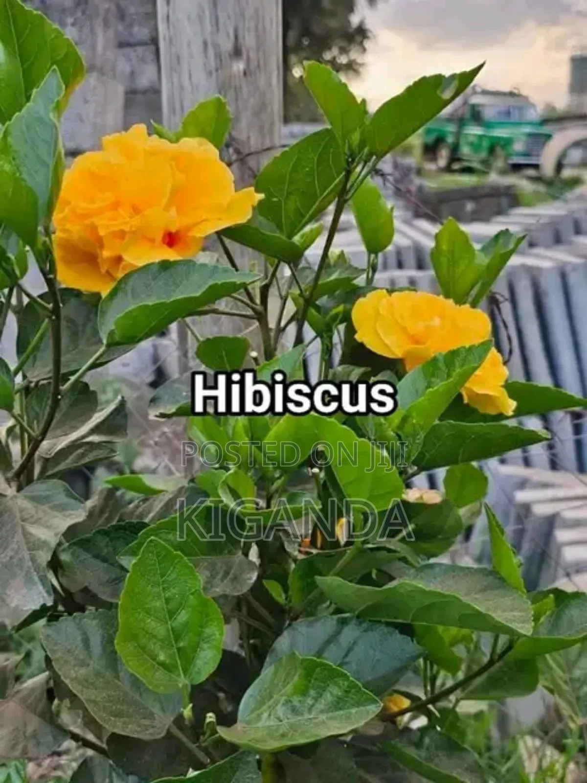 Flowering Plants