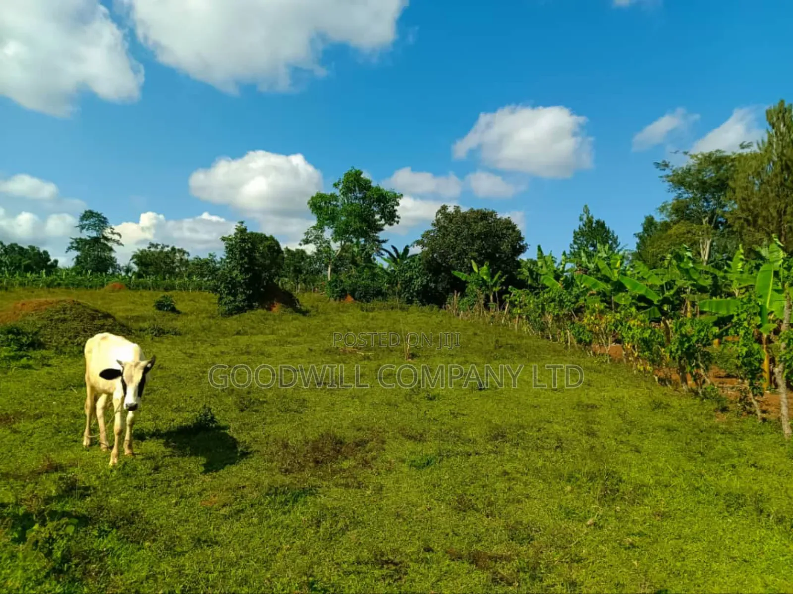 9 Acres of Land in Nkokonjeru Buikwe