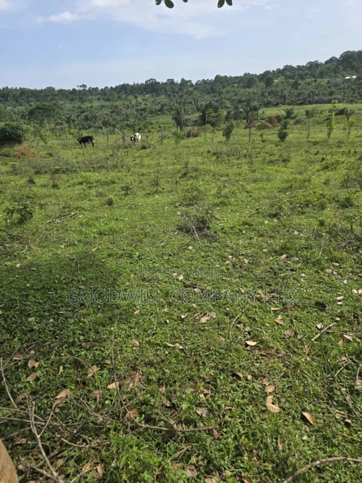 9 Acres of Land in Nkokonjeru Buikwe
