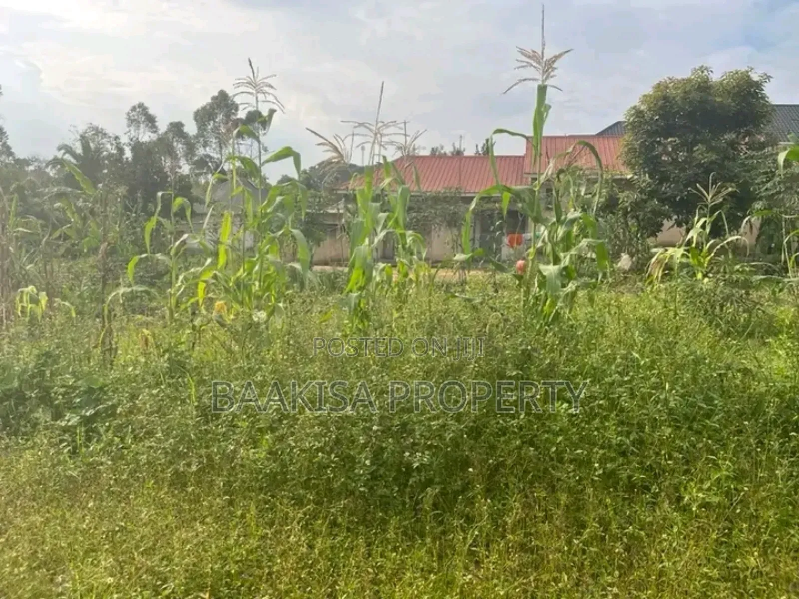 40ft by 50ft Plot on Sell in Matugga Buwambo