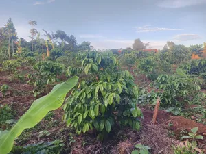 Plot Of Land Sell