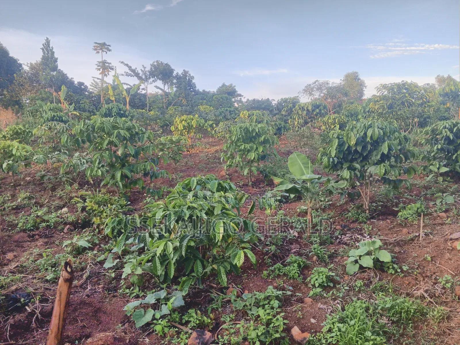 Plot Of Land Sell