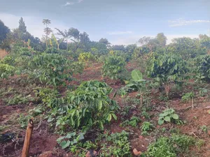 Plot Of Land Sell