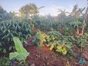 Plot Of Land Sell
