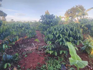 Plot Of Land Sell