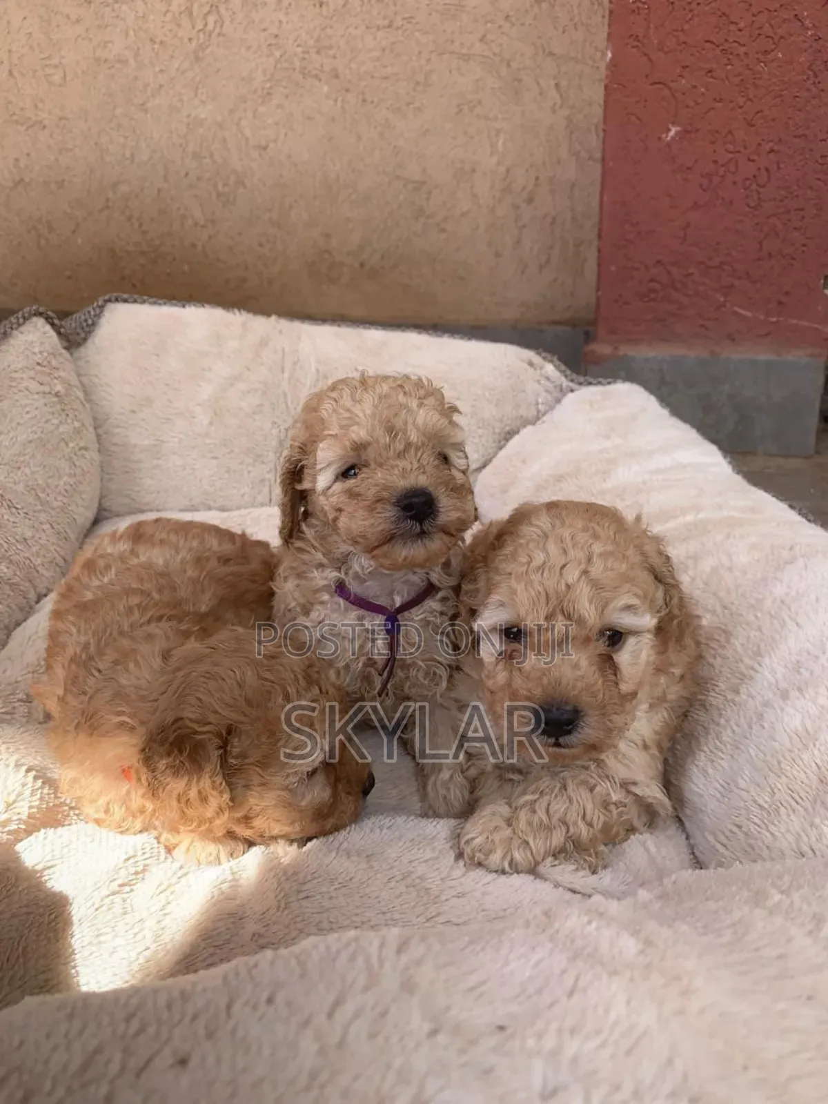 1-3 months Male Purebred Poodle