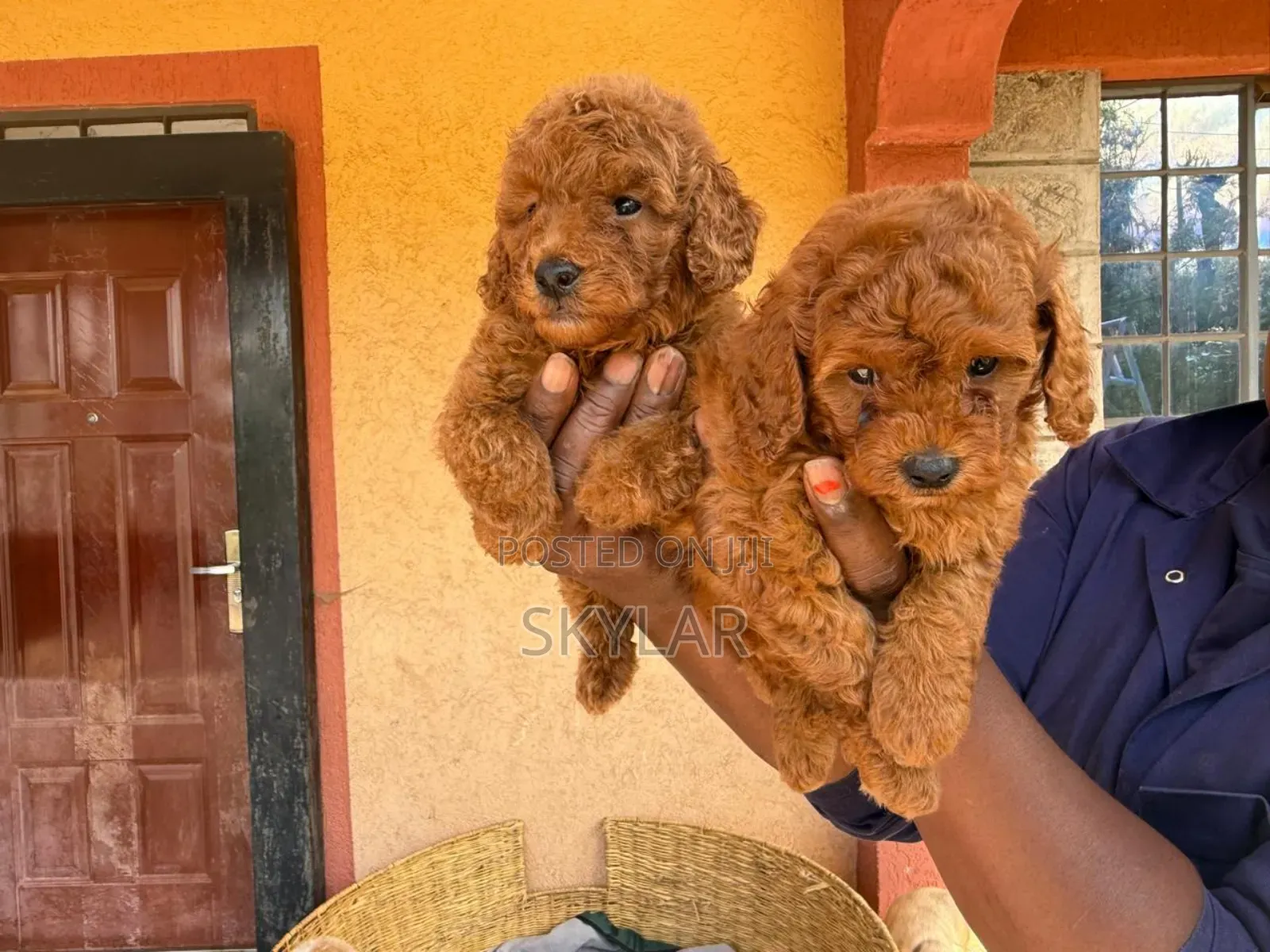 1-3 months Male Purebred Poodle