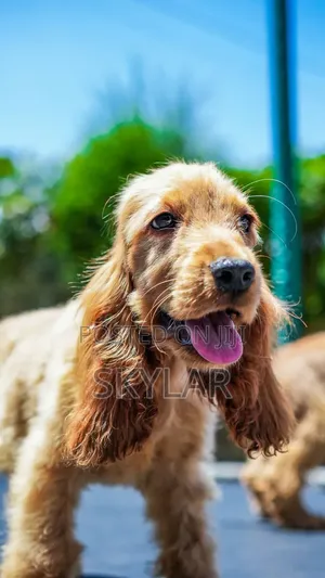 1-3 months Male Purebred Cocker Spaniel