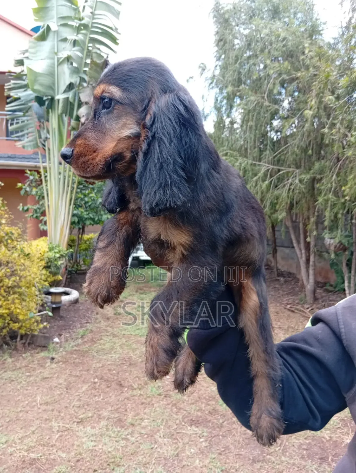 1-3 months Male Purebred Cocker Spaniel