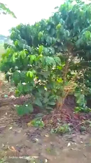 Half an Acre 4 Sale in Buwambo