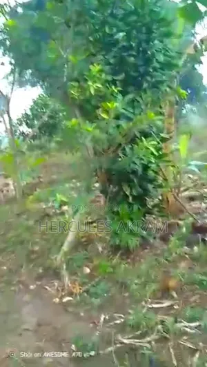 Half an Acre 4 Sale in Buwambo