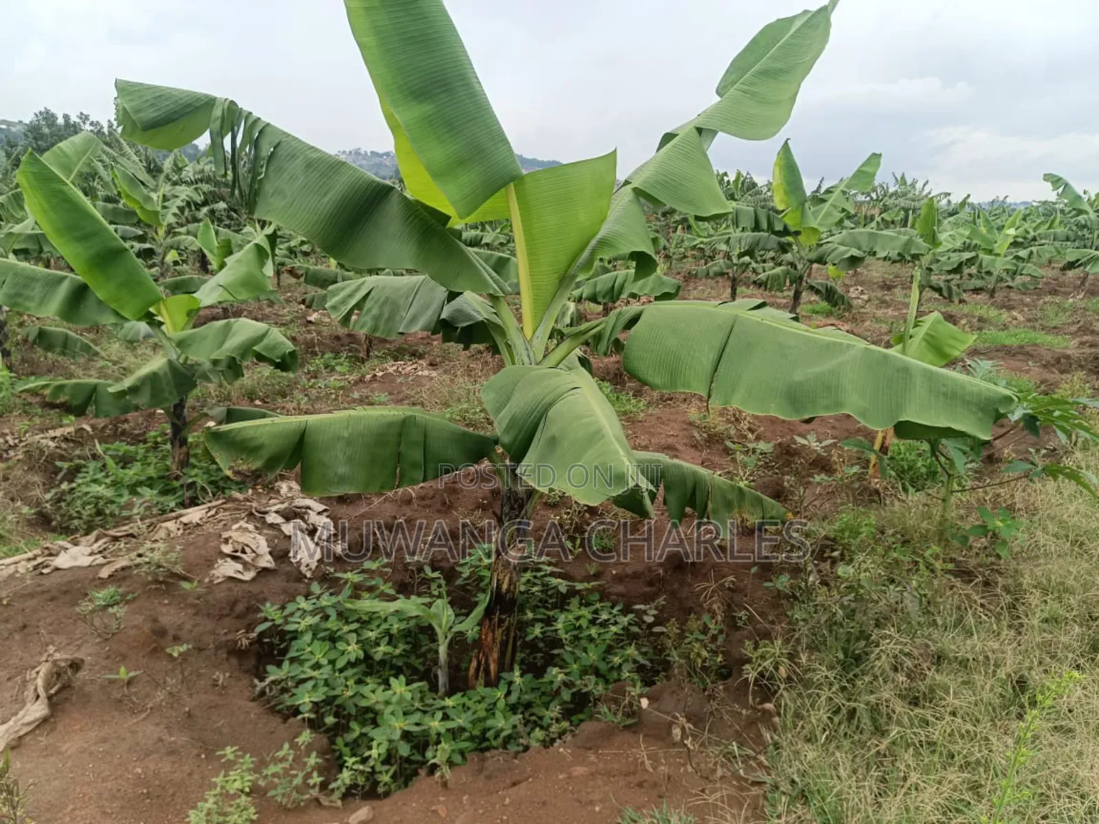 Land on Sale in Nakaseke Kapeka
