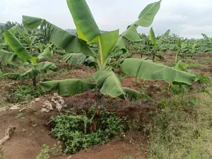 Land on Sale in Nakaseke Kapeka